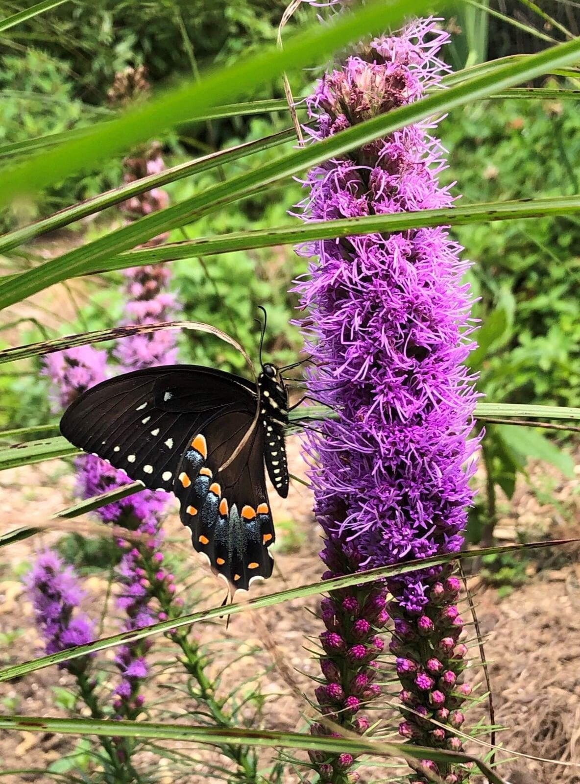 About Us Draper Springs Nursery & Gardens